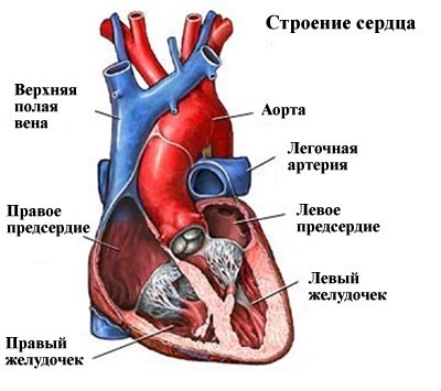 Строение сердца